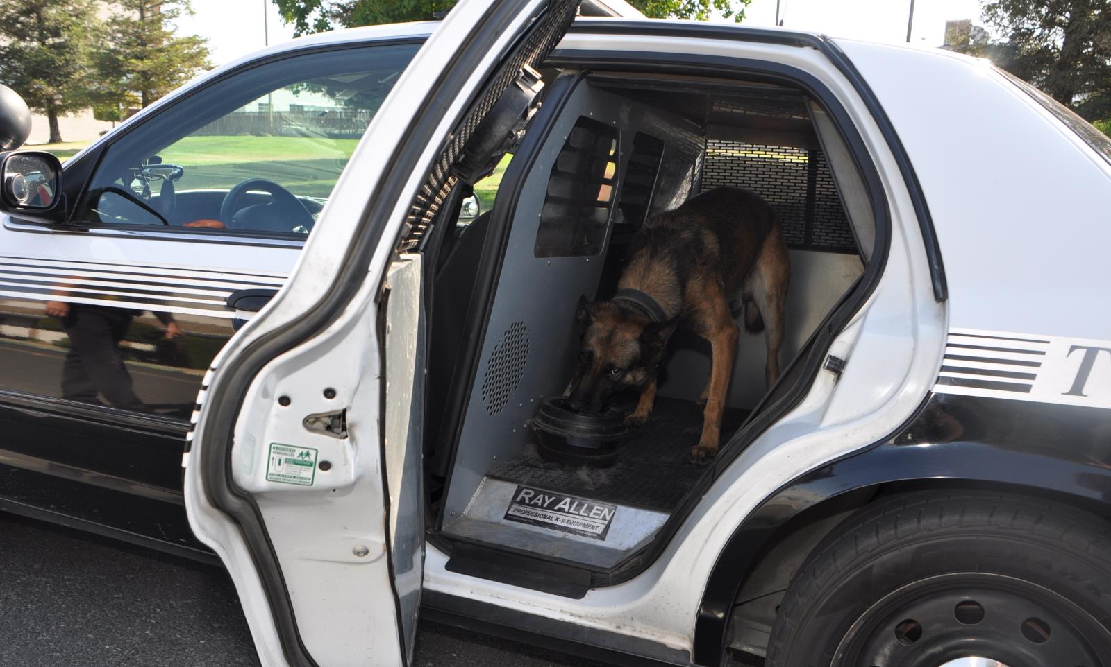 K9 police cheap equipment