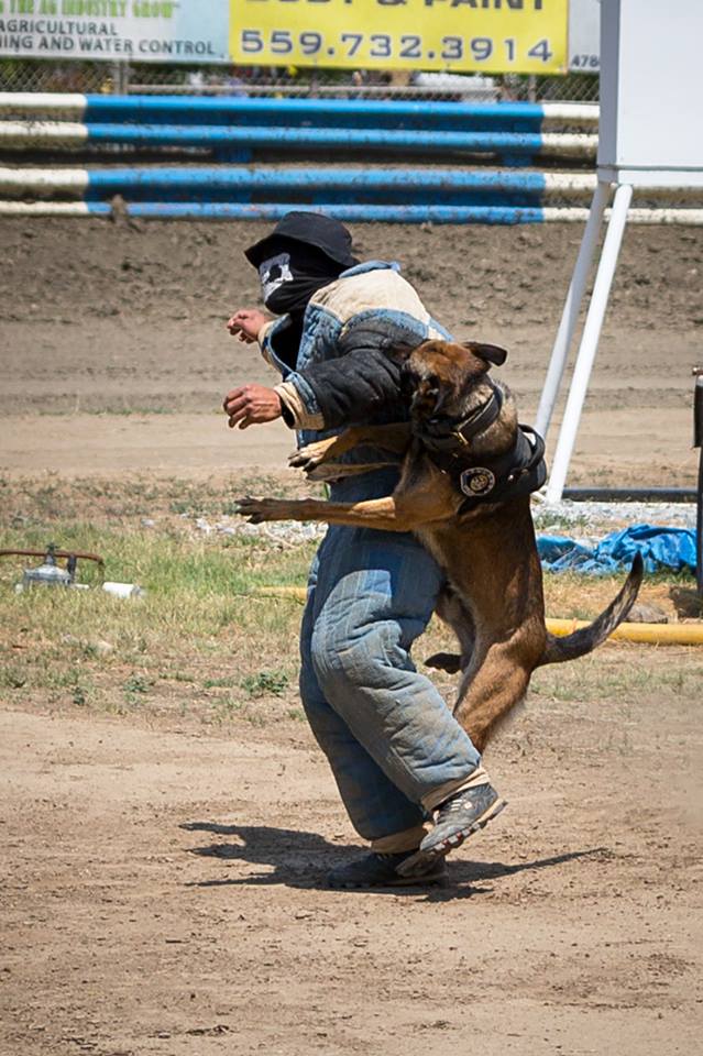 K9 Training